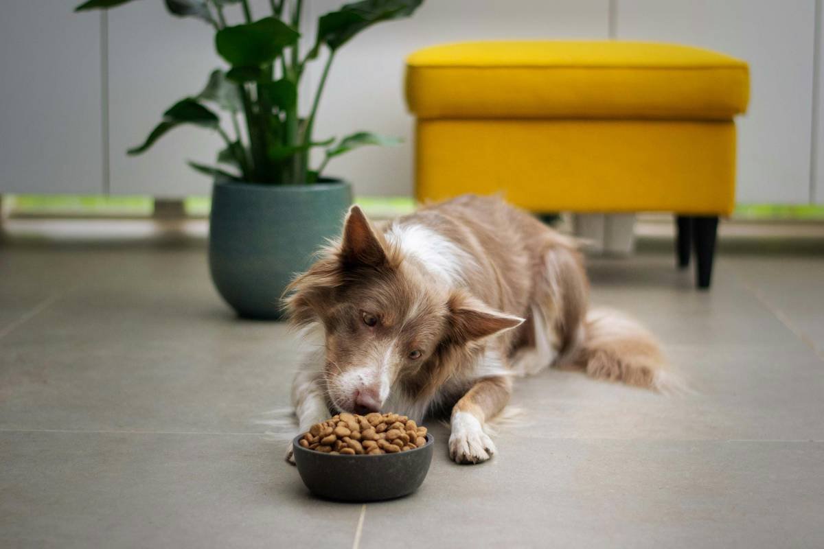Canine Metabolic Health: Why Copper Isn’t Just a Pipe Dream—It’s Essential