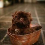 Copper Toxicity Control in Pets: What Every Pet Parent Must Know About Copper Supplements