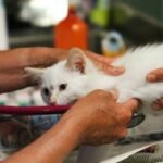 Enzyme Function Risk Assessments: Why Copper Supplements for Pets Demand Careful Evaluation