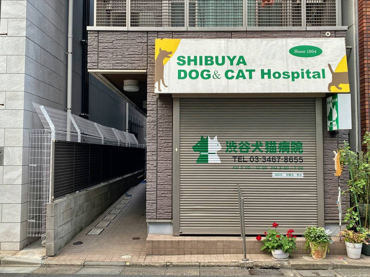 Infographic showing how copper accumulates in dog liver cells, leading to inflammation and fibrosis, with key breeds at risk highlighted