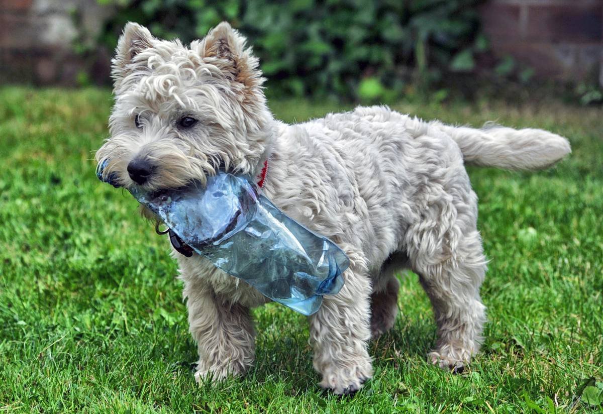 Infographic showing how excess dietary copper accumulates in dog liver, causing oxidative stress and hepatopathy