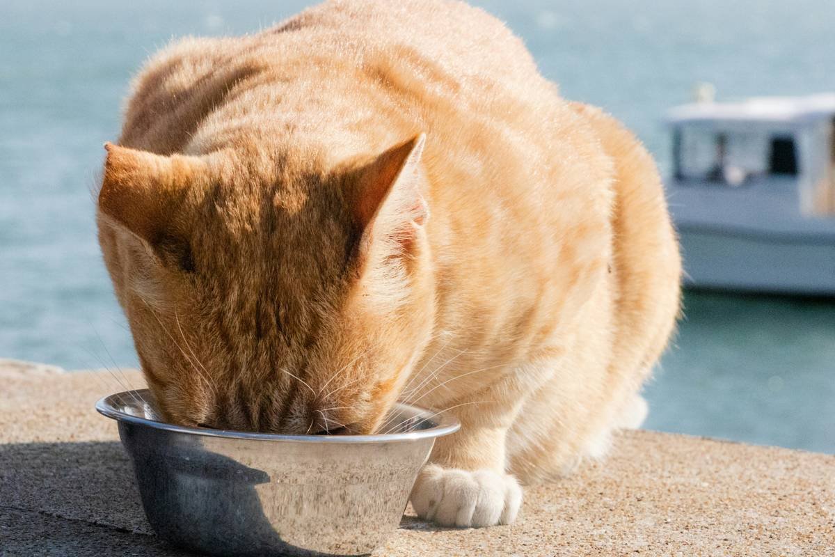 Infographic showing normal vs. toxic copper levels in feline liver tissue, with symptoms and common causes like cholangiohepatitis