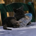 Is Your Cat’s Digestion Sluggish? Why a Feline Enzyme Booster Might Be the Missing Piece (And Where Copper Fits In)