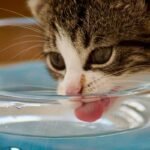 Is Your Cat Showing Signs of Copper Toxicity? Here’s What You Need to Know About Copper Detox for Cats