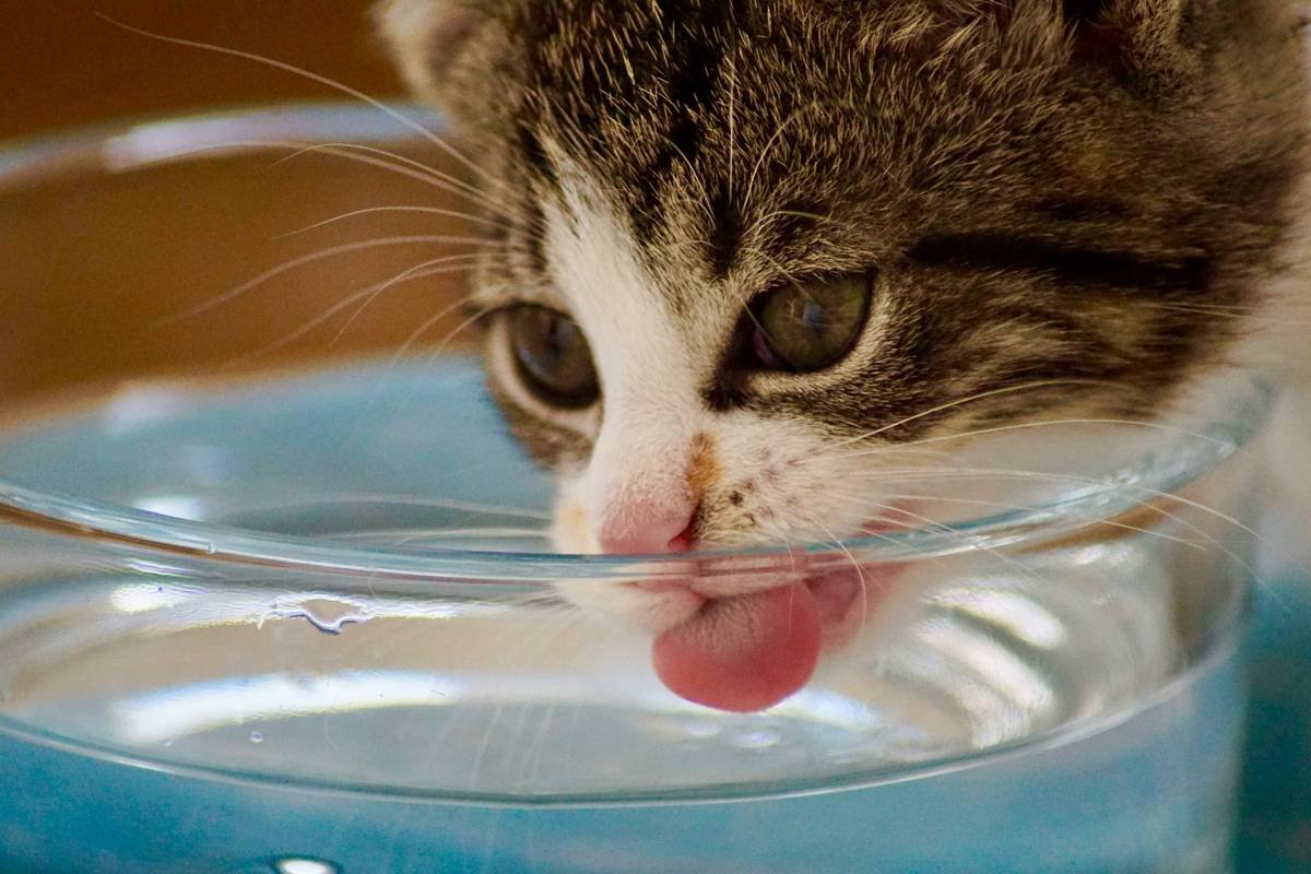 Is Your Cat Showing Signs of Copper Toxicity? Here’s What You Need to Know About Copper Detox for Cats