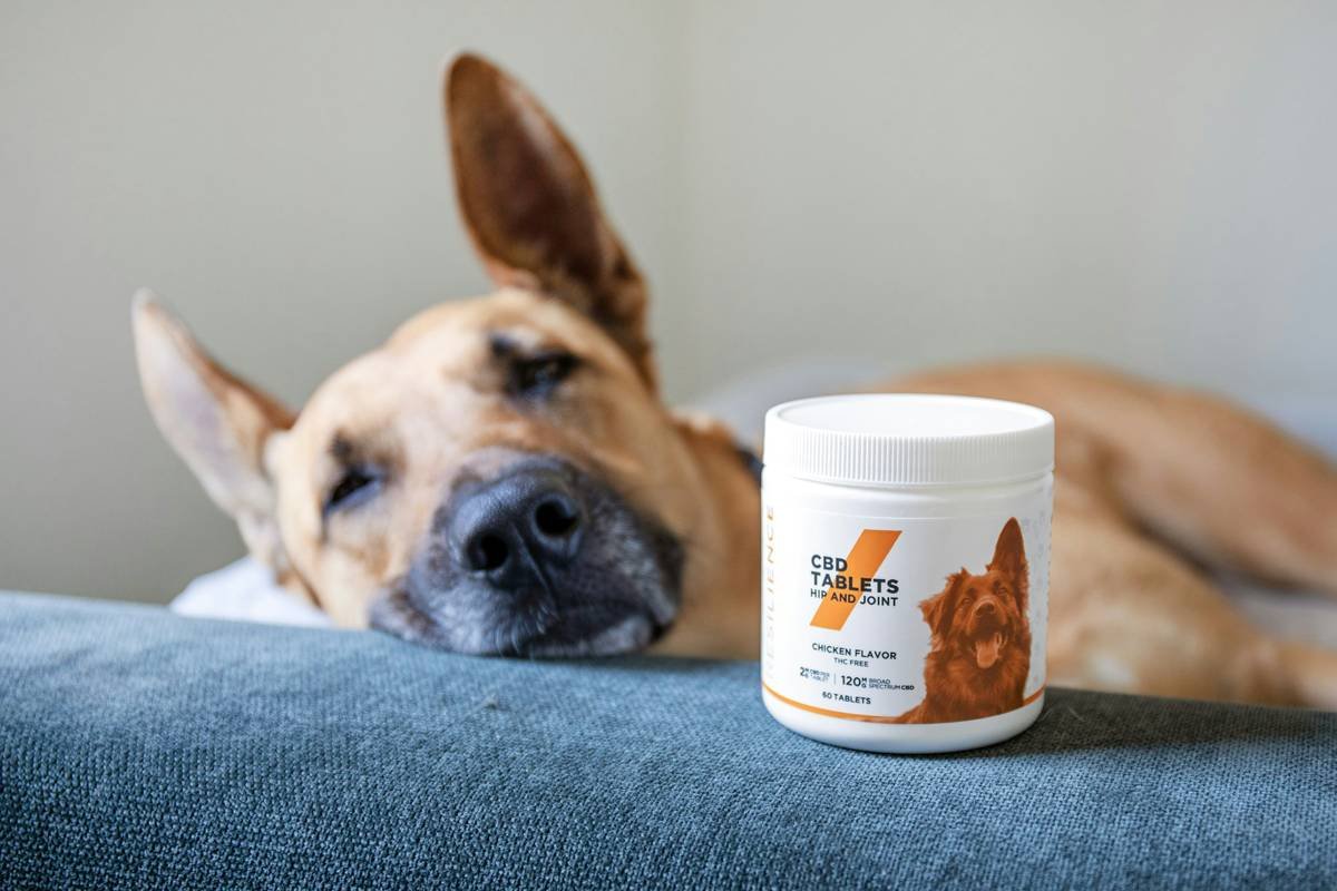 Is Your Dog’s Liver Struggling? The Truth About Copper Hepatic Wellness & Safe Supplementation
