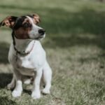 Is Your Dog’s Liver Struggling? The Truth About Copper Supplements and Dog Liver Maintenance