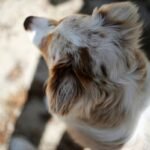 Is Your Pet Missing This Essential Mineral? The Truth About Copper for Pet Wellness
