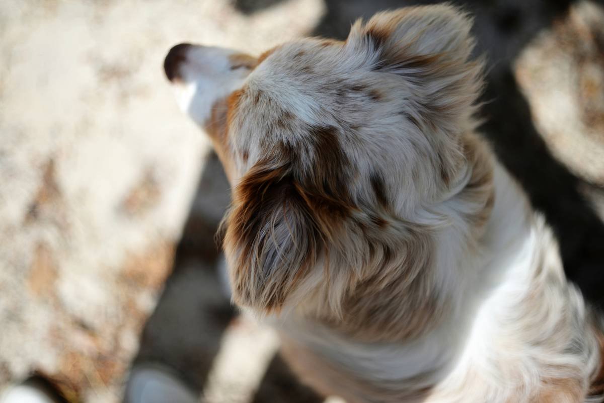 Is Your Pet Missing This Essential Mineral? The Truth About Copper for Pet Wellness