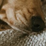 Is Your Pet Missing This Vital Nutrient? The Truth About Copper Enzyme Wellness