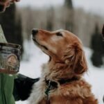 Liver Care for Canines: Why Copper Balance Isn’t Just a Lab Number—It’s a Lifeline