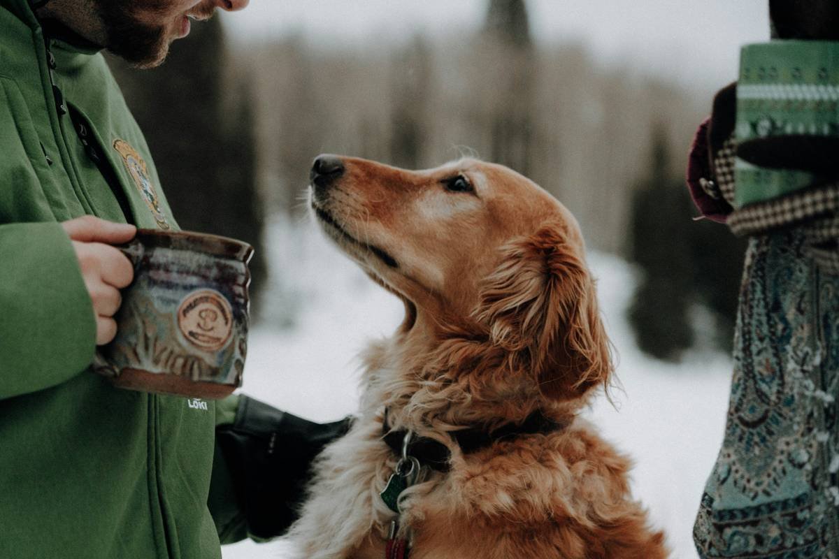 Liver Care for Canines: Why Copper Balance Isn’t Just a Lab Number—It’s a Lifeline