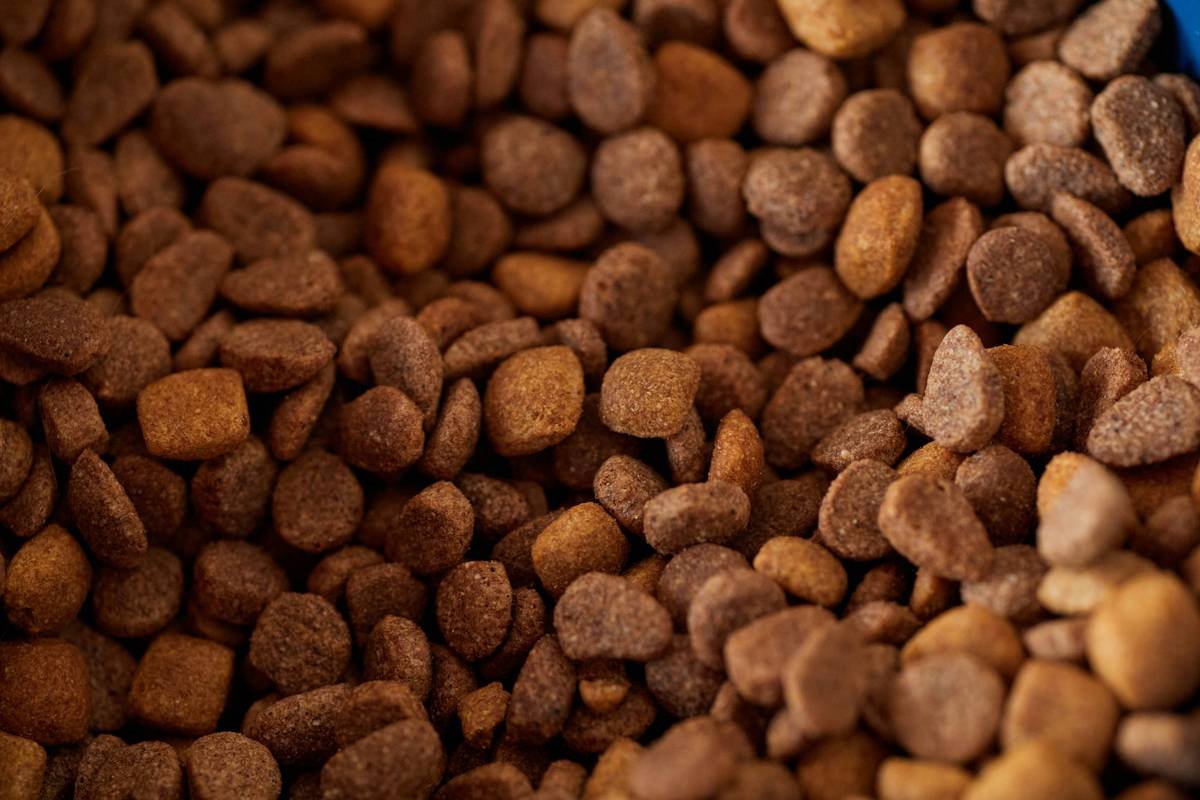 Pet Toxicity Control: Why Copper Supplements Can Be a Double-Edged Sword for Your Furry Family