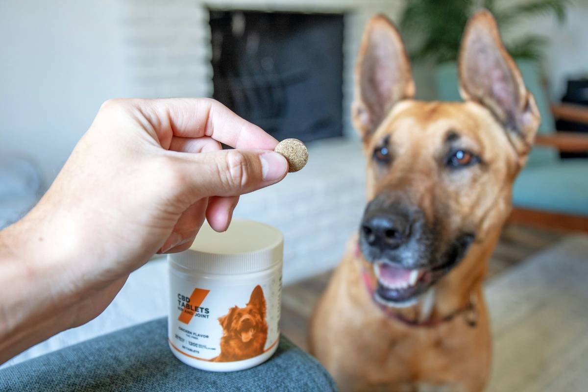 Why Your Pet Might Need Copper Metabolic Support—And How to Get It Right