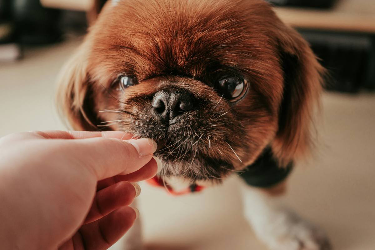 Canine Enzyme Wellness: Why Copper & Digestive Support Matter More Than You Think
