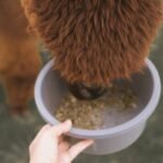 “Copper Is Cofactor for Which Enzyme?”—And Why It Matters for Your Pet’s Health