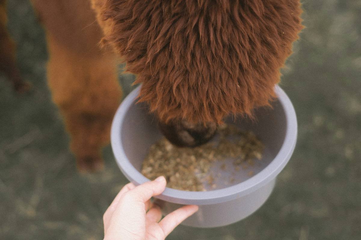“Copper Is Cofactor for Which Enzyme?”—And Why It Matters for Your Pet’s Health