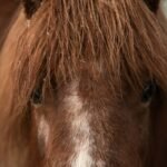Equine Copper Zinc Supplement: Why Your Horse Might Be Missing These Critical Minerals