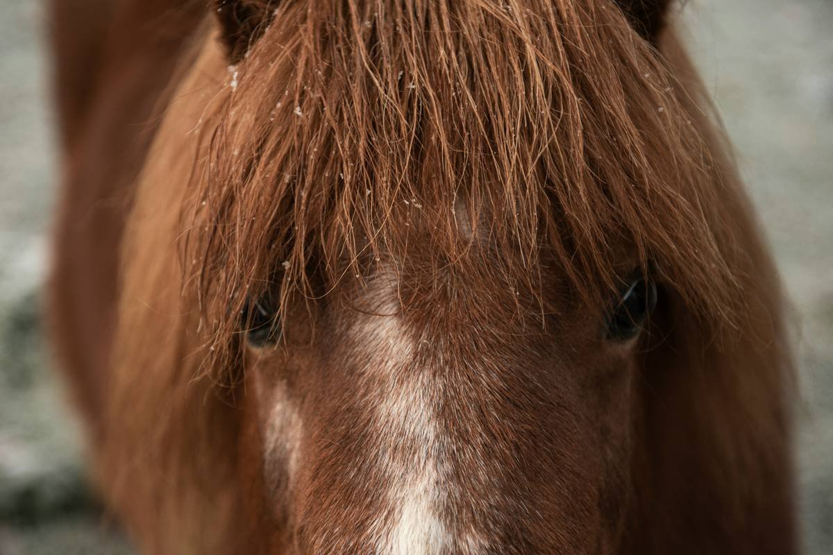 Equine Copper Zinc Supplement: Why Your Horse Might Be Missing These Critical Minerals