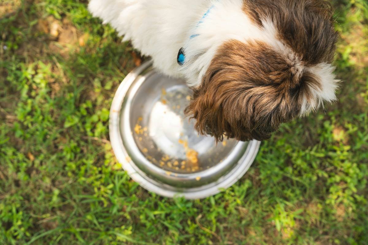 Infographic showing copper accumulation in dog liver due to genetic mutation, leading to oxidative stress and cell death