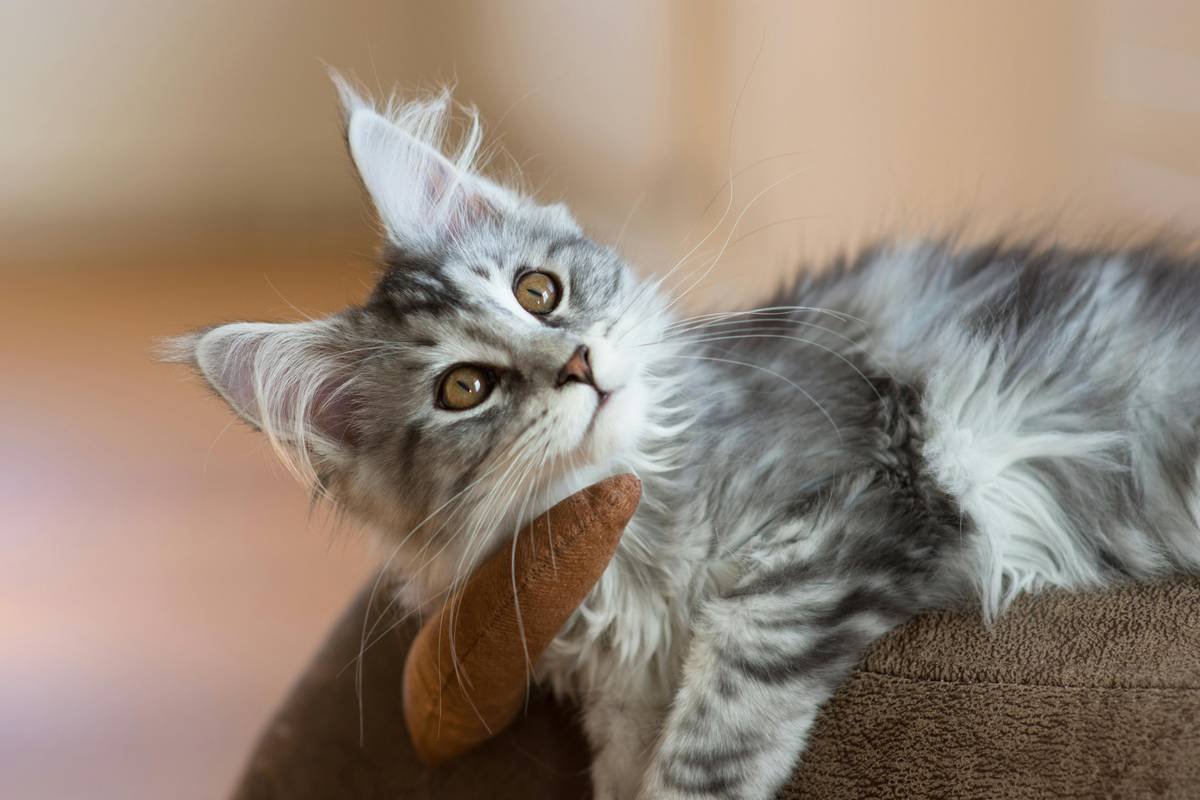 Infographic showing how copper accumulates in feline liver cells, causing oxidative damage and inflammation