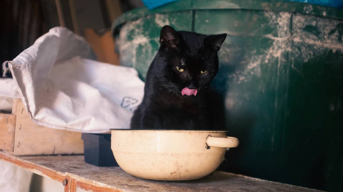Infographic showing three copper-dependent enzymes in cats: lysyl oxidase for connective tissue, cytochrome c oxidase for cellular energy, and superoxide dismutase for antioxidant defense