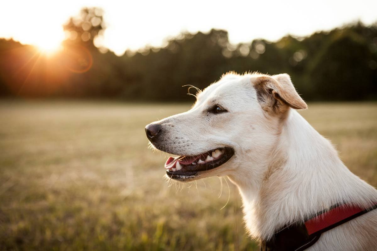 Is Copper for Canine Liver Help or Harm? What Every Dog Owner Needs to Know