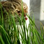 Is Your Cat Overloaded on Copper? The Truth About Cat Copper Detox (Spoiler: It’s Tricky)