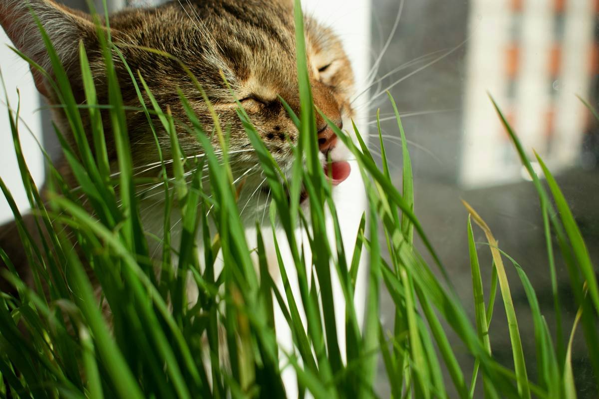 Is Your Cat Overloaded on Copper? The Truth About Cat Copper Detox (Spoiler: It’s Tricky)