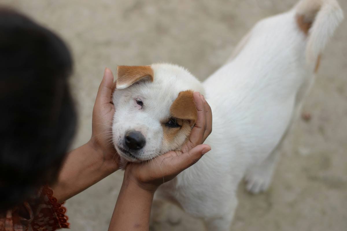 Is Your Dog at Risk? The Truth About Copper Toxicity Supplements for Pets