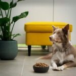 Is Your Dog Missing Out? The Surprising Link Between Copper and Dog Enzyme Support