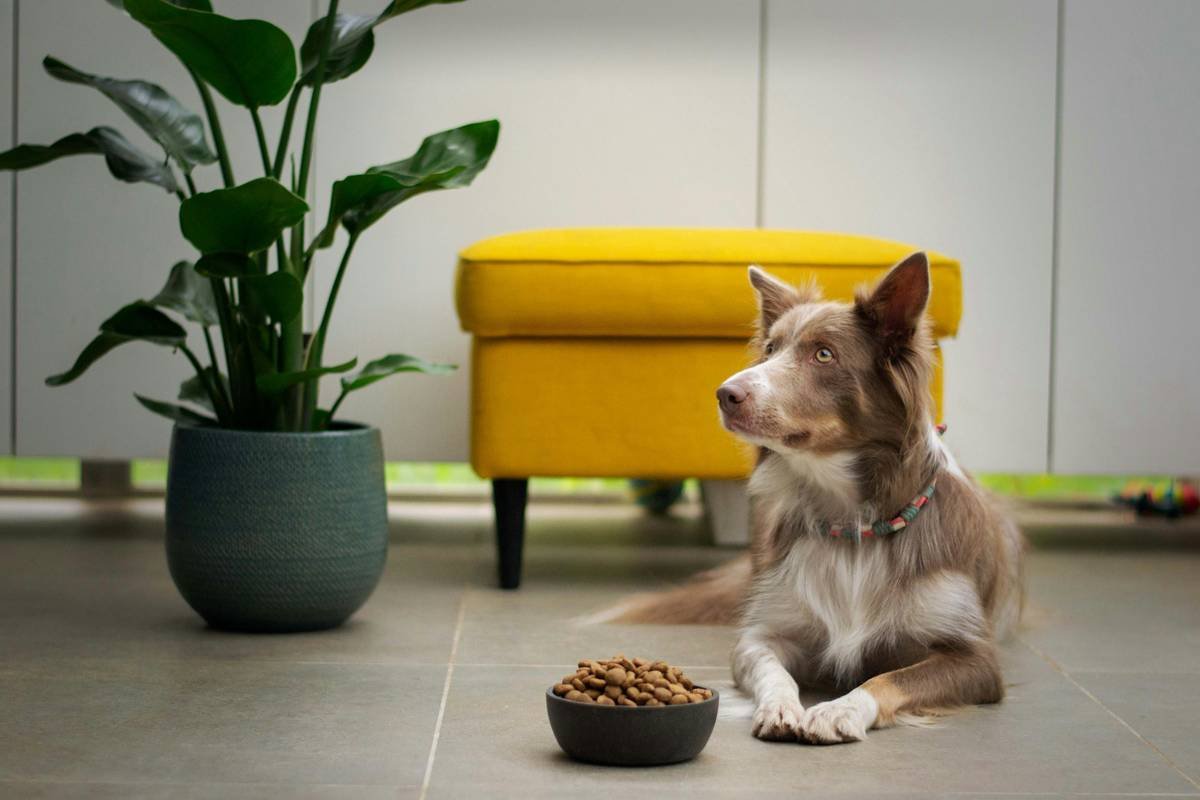 Is Your Dog Missing Out? The Surprising Link Between Copper and Dog Enzyme Support