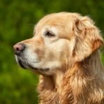 Is Your Dog’s Digestion Sluggish? Why an Enzyme Booster for Dogs Might Be the Missing Piece (and Where Copper Fits In)