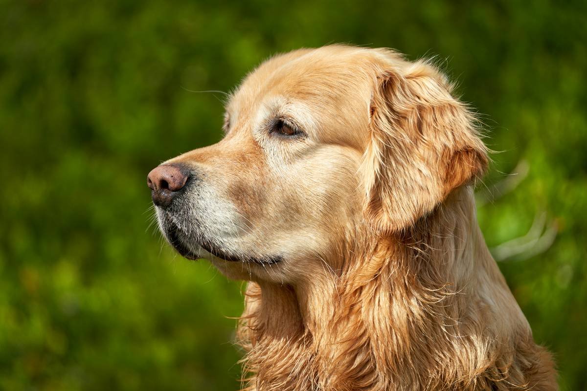 Is Your Dog’s Digestion Sluggish? Why an Enzyme Booster for Dogs Might Be the Missing Piece (and Where Copper Fits In)