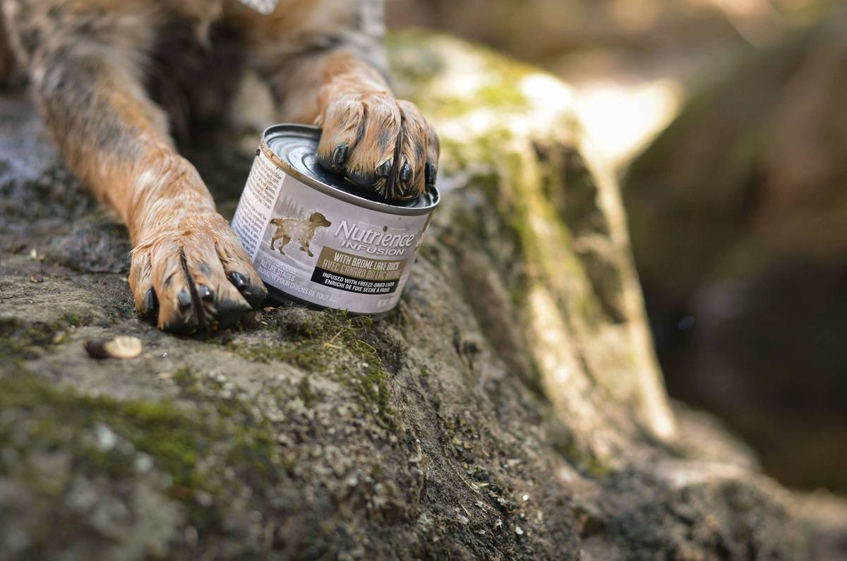 Is Your Pup Missing This Essential Mineral? The Truth About Copper Dog and Co Supplements