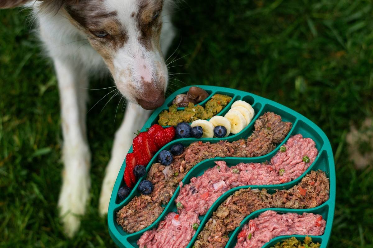 Liver Detox for Dogs: Why Copper Balance Matters & How to Support Your Pup Safely