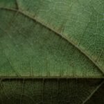 Understanding Copper Enzymes in Isolated Chloroplasts—And What This Means for Pet Supplements