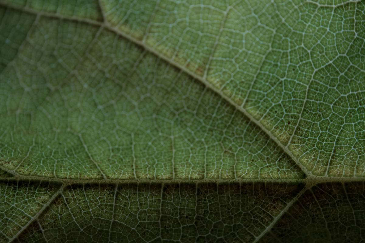 Understanding Copper Enzymes in Isolated Chloroplasts—And What This Means for Pet Supplements