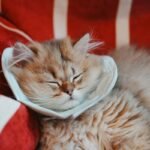 Why Your Cat’s Copper Levels Matter for Feline Liver Care (And What to Do About It)