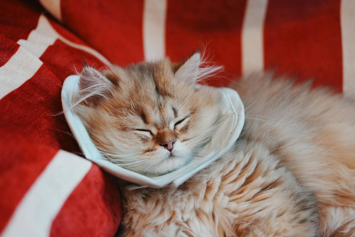 Why Your Cat’s Copper Levels Matter for Feline Liver Care (And What to Do About It)