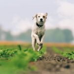 Why Your Pet’s Metabolism Might Need Copper: The Truth About Pet Metabolic Care