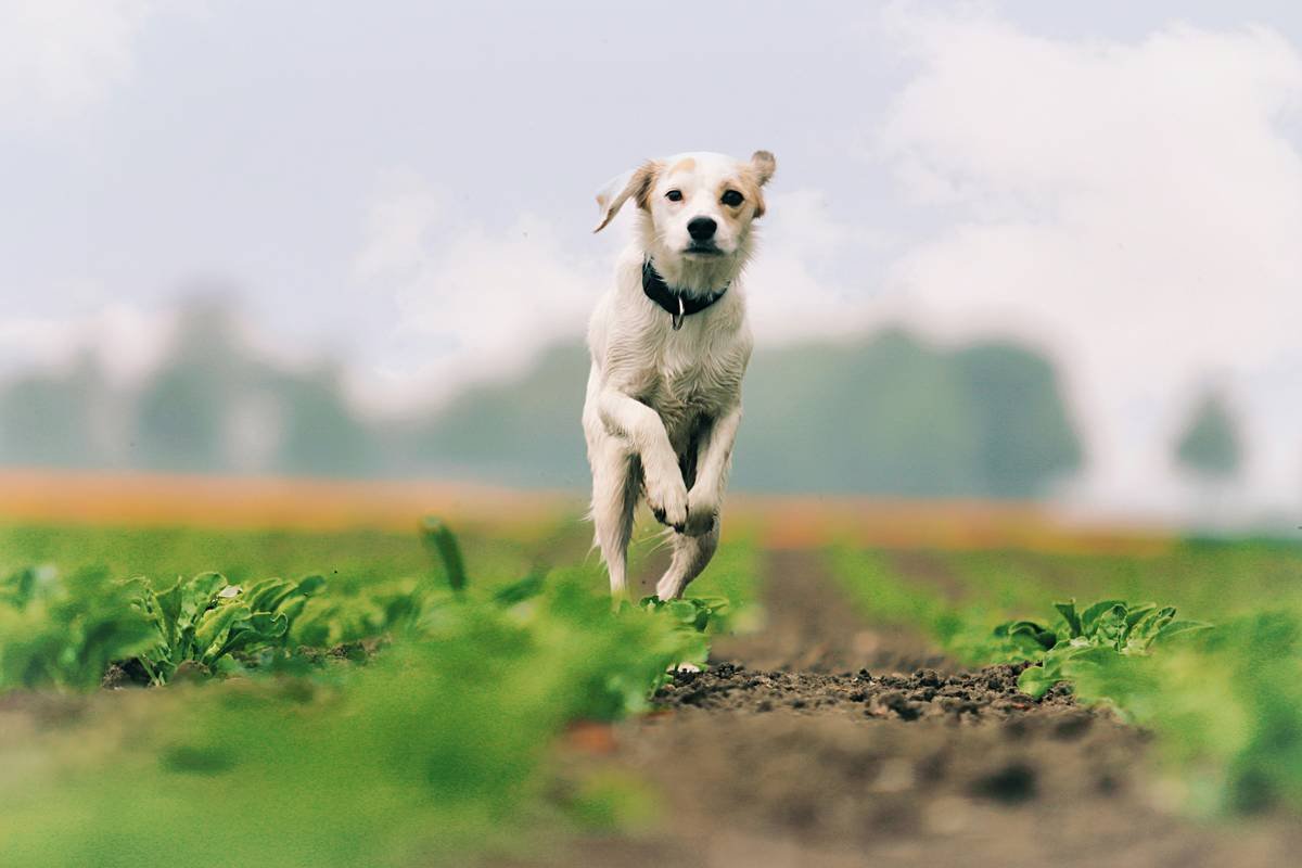 Why Your Pet’s Metabolism Might Need Copper: The Truth About Pet Metabolic Care