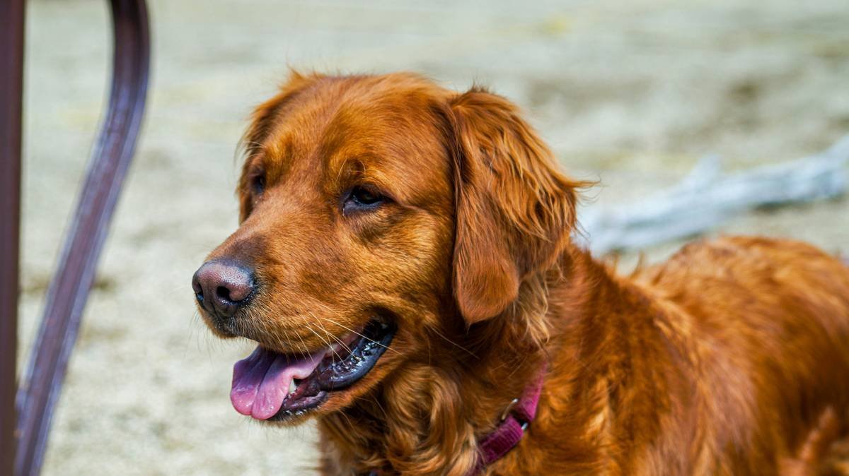 A golden retriever dog with its tongue out