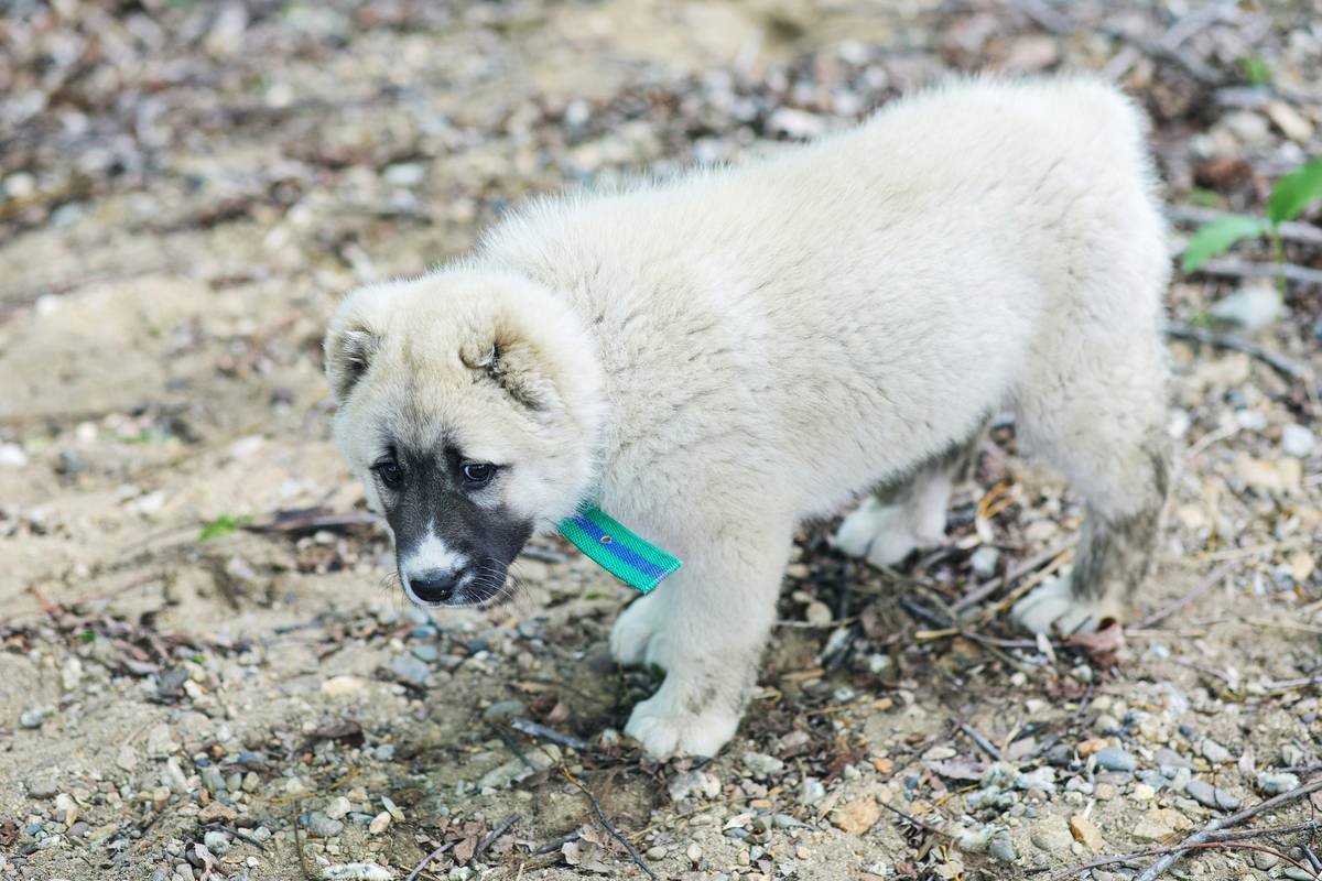 A little fluffy sad puppy close-up. The photo with the puppy is a beautiful trendy background for the website and social media.