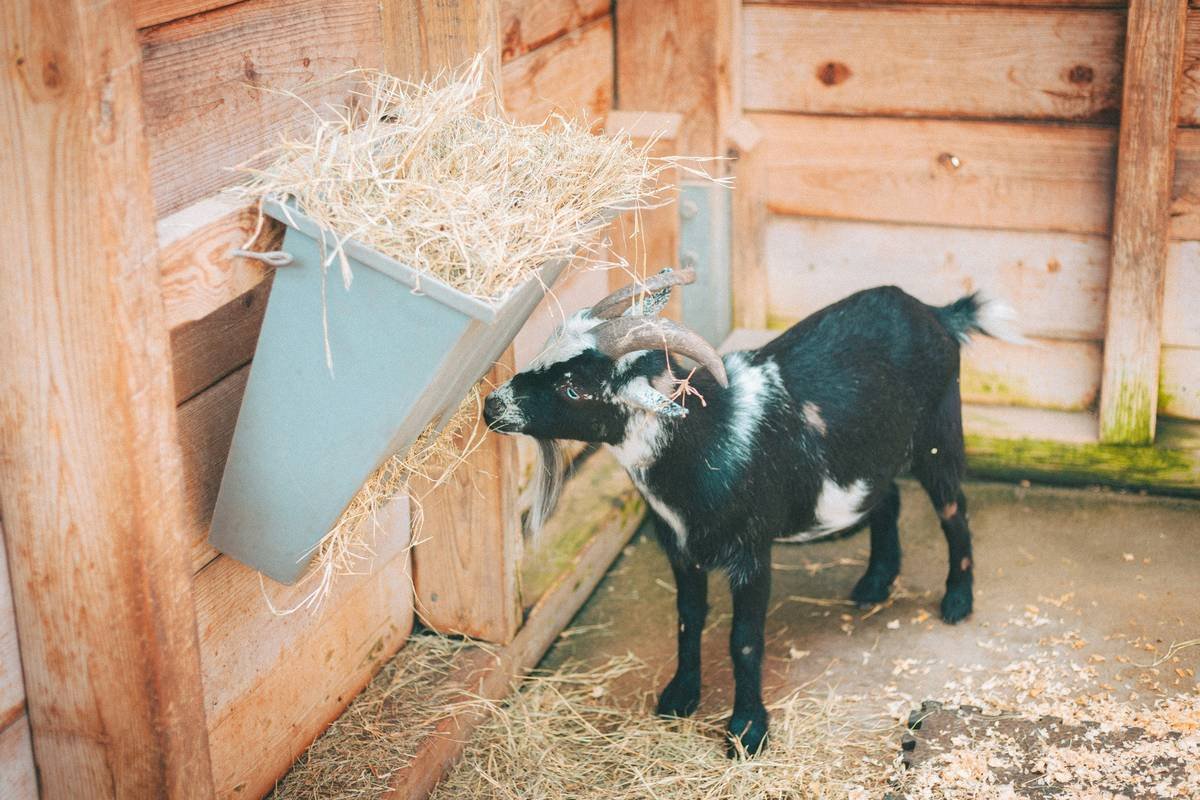 Are Copper Supplements for Goats Causing More Harm Than Good? Here’s What Every Herd Owner Needs to Know