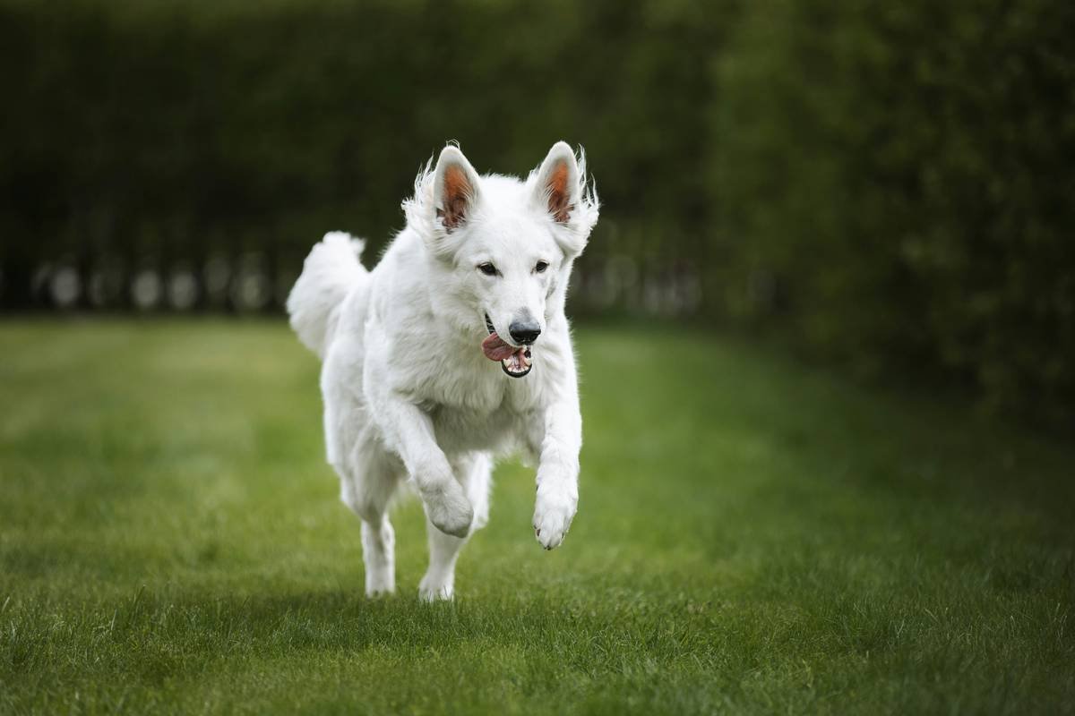 Arwen playing in the garden