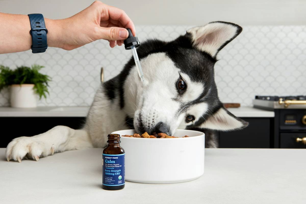 Bar chart comparing copper content (mg/kg) across 10 popular dog food brands, showing values from 8 to 35 mg/kg