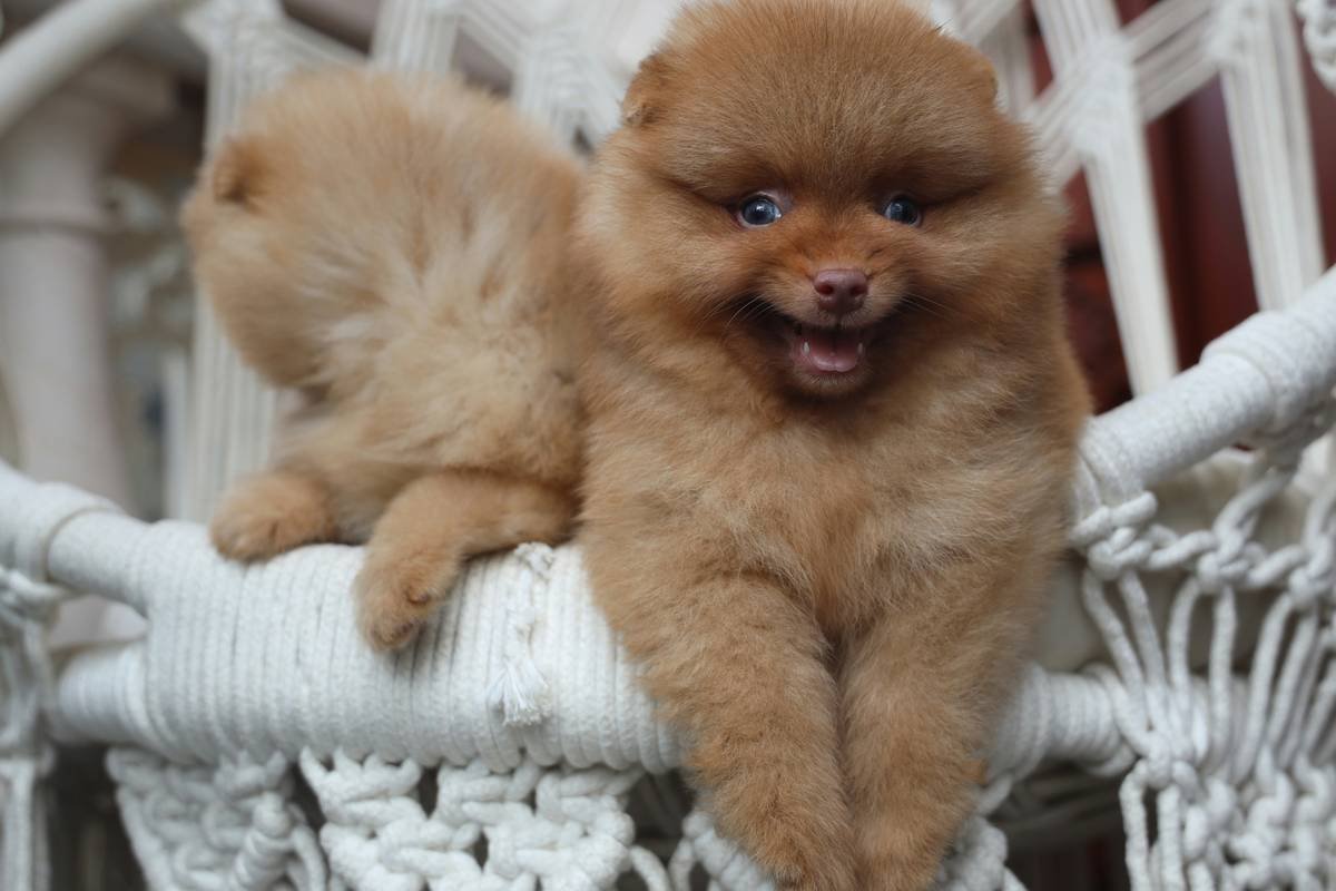 Checklist nuôi Phốc Sóc: ăn, ngủ, vận động, lịch grooming theo tuần 🗂️ Xem hướng dẫn: https://champetsfamily.com/blog/pomeranian/cach-nuoi-phoc-soc/ Hotline/Zalo: 0911079086