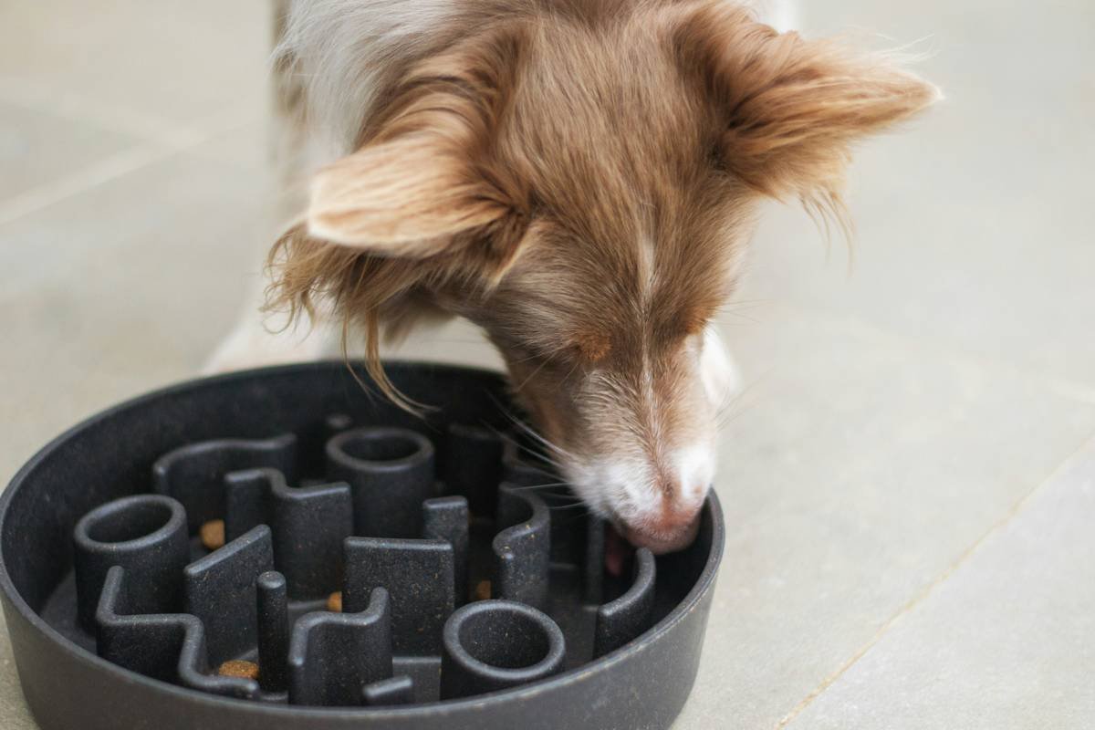 Dog eating kibble in slow feeder