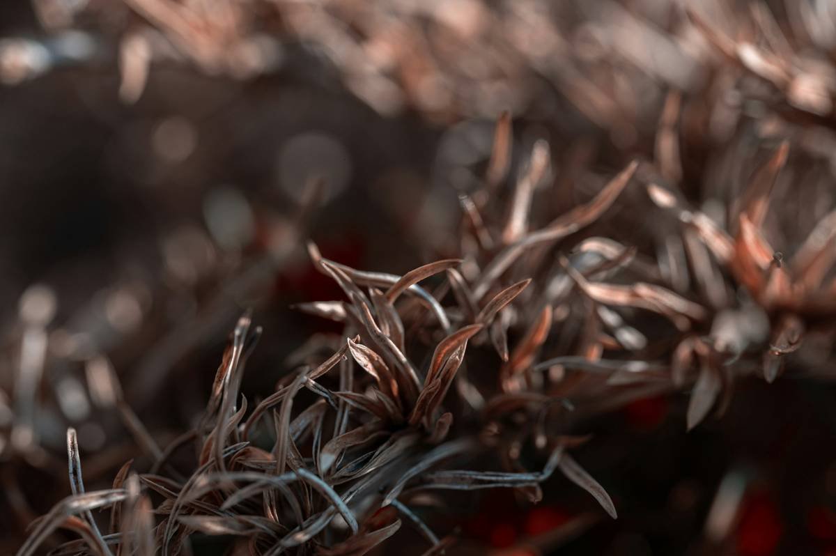Dry Texture